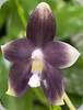 Phal. speciosa Blue x speciosa Deep Brown